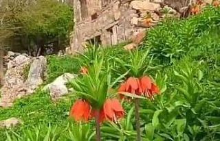 Batman’da "ters laleler" doğayı renklendirdi