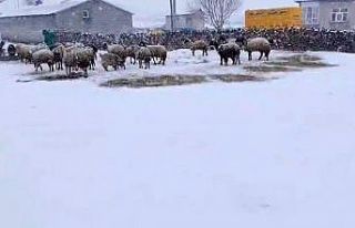 Besicilerin kar esareti sürüyor