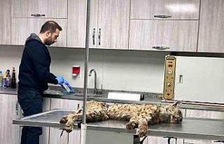 Bitlis’te bitkin hale bulunan vaşak koruma altına...