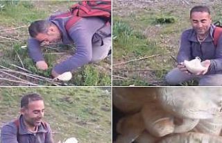 Bitlis’te dağ mantarı çıkmaya başladı