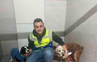 Bursa Büyükşehir, bayramda da can dostların yanında