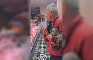 Bursa’da yuvasından düşen baykuş kasaba götürüldü