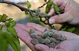 Bursa’da zirai donun faturası ağır olacak