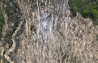 Çatalca’da ormana dökülen atık sular ağaçları...