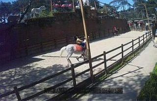 Çekmeköy Hayvanat Bahçesi’ndeki hayvanlar depremi...