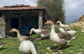 Çiftçilerin gelir kapısı oldu: Kaz yumurtası...