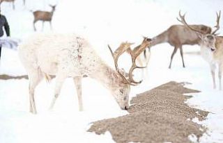 Çorum Belediyesi kuşları ve yaban hayvanları unutmadı
