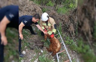 Çukura düşen keçiyi itfaiye kurtardı