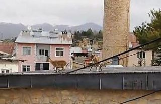 Dağ Keçileri evlerin ve tarihi caminin çatısına...