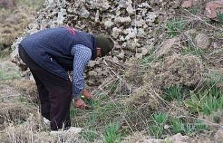 Dağlarda çiriş otu bereketi