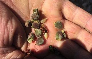 Darende ilçesinde de kayısı da zarar büyük