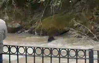 Dereye düşen domuza bağırarak karaya çıkarmaya...