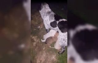 Dereye düşen yavru köpek itfaiye ekiplerince kurtarıldı