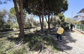 Didim’de ağaçlar budandı