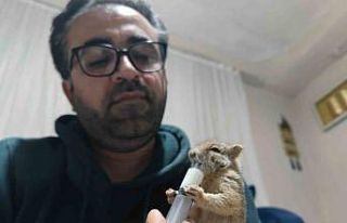 Doğa gezisinde bulduğu yavru sincabı sahiplendi