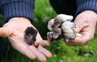 Doğadan toplanan mantarlara dikkat