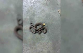 Elazığ Elysium AVM’de görülen zehirli engerek...