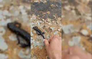 Elazığ’da benekli semender görüntülendi