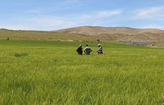Elazığ’da süne sürvey çalışmaları başladı