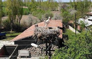 Elektrik direğinin tepesindeki yuva, leylek ailesine...