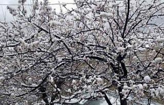 Erzincan’da çiçek açan meyve ağaçlarını don...