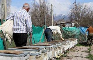 Erzincan’da kıştan çıkan bal arıları açan...