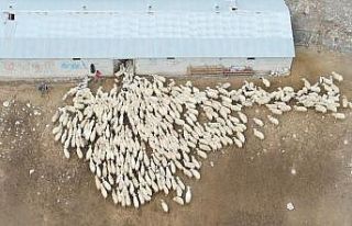 Erzincan’da koyun ve kuzuların coşkulu buluşması...