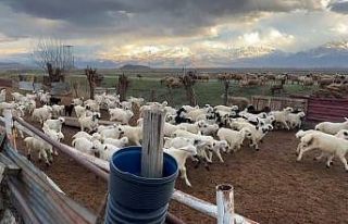 Erzincan’da kuzular anneleriyle buluştu