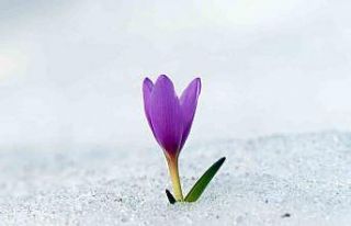 Erzurum Ovası’nda baharın çiçekleri açtı