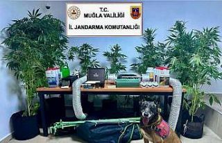 Evini uyuşturucu bahçesine çeviren öğretmen açığa...