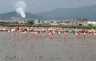 Flamingolar Söke Ovası’nı şenlendirdi