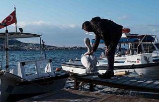 Foça, bu yaz da sevilen misafiri pelikan Tosun’u...