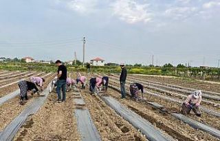 Girişimci kardeşler 10 çeşit üzüm bağ çubuğu...