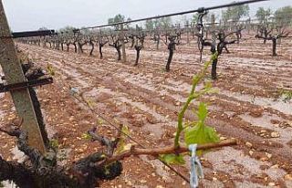 Güneyli çiftçilerin umudu başka bahara kaldı