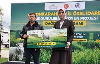 İl genelindeki 127 yetiştiriciye 3 bin 72 koyun...