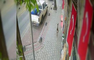 İlçe merkezine inen karaca güvenlik kamerasında