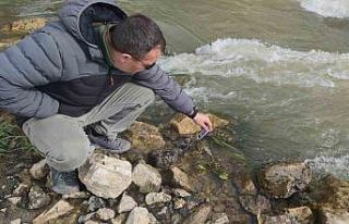 İnci kefali balığının avlanma yasağına az kaldı