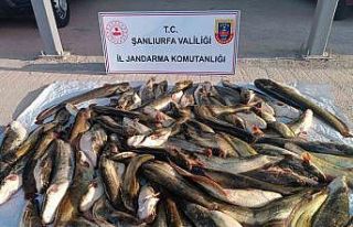 Jandarmadan kaçak avcıya 24 bin lira ceza