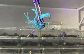 Kadın girişimci 3 bin adet mavi akrep yetiştiriyor