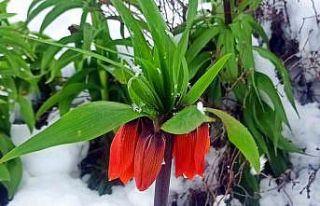 Kar altında kalan ters laleler kartpostallık görüntü...