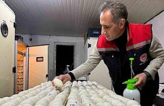 Kars’ta kaz yetiştiriciliğinde yeni dönem başlıyor