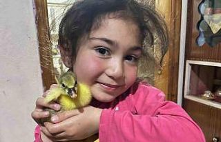 Kars’ta kazalar kuluçkaya yattı, yılın ilk yavruları...