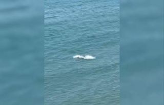 Kastamonu’da yunus balıklarından görsel şölen