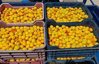 Kayısıda ilk hasat yapıldı: 500 TL’den alıcı...