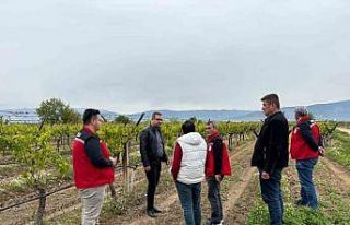 Kaymakam Dalak don zararı gören bağlarda incelemelerde...