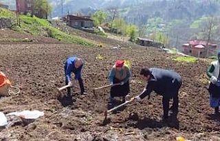 Kaymakam ve belediye başkanı tarlaya girdi, izleyenleri...