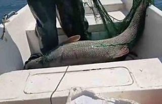 Keban Baraj Gölünde 72 kiloluk dev turna balığı...