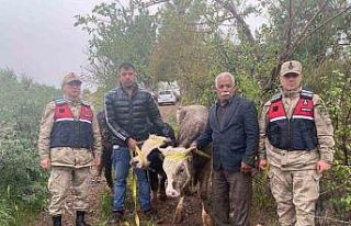 Kilis’te büyükbaş hayvan hırsızlığı şüphelisi...