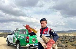 Kilis’te yaralı pelikanın imdadına ekipler yetişti