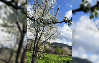 Kiraz ağaçları çiçek açtı